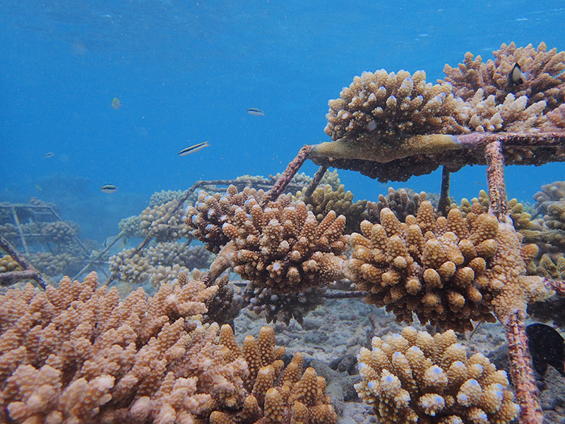 Travel Trade Maldives - Coral Conservation at OBLU SELECT Sangeli