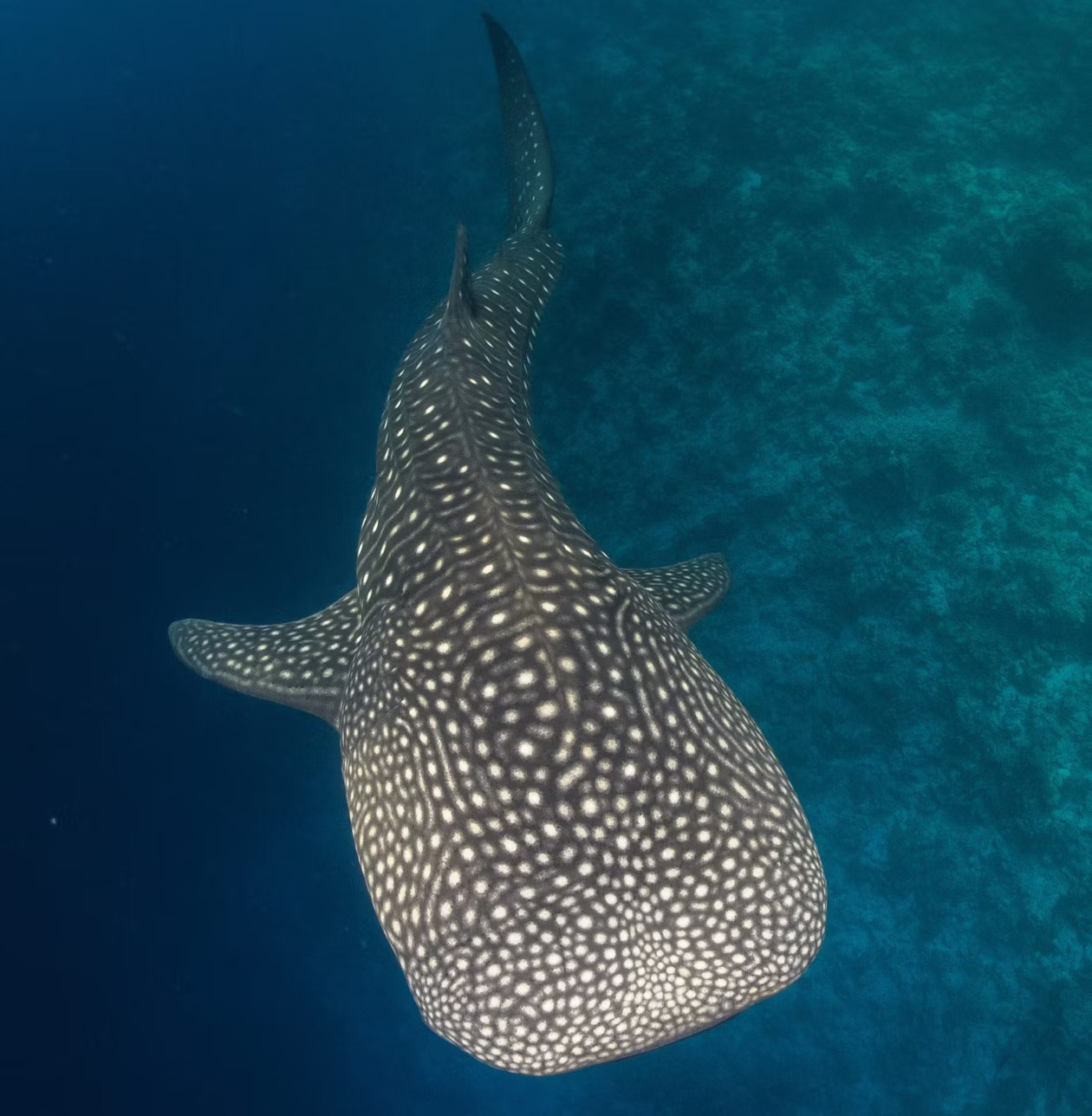 Visit Maldives - Experiences > Connecting with Whale Sharks: The Majestic  Beasts of the Ocean